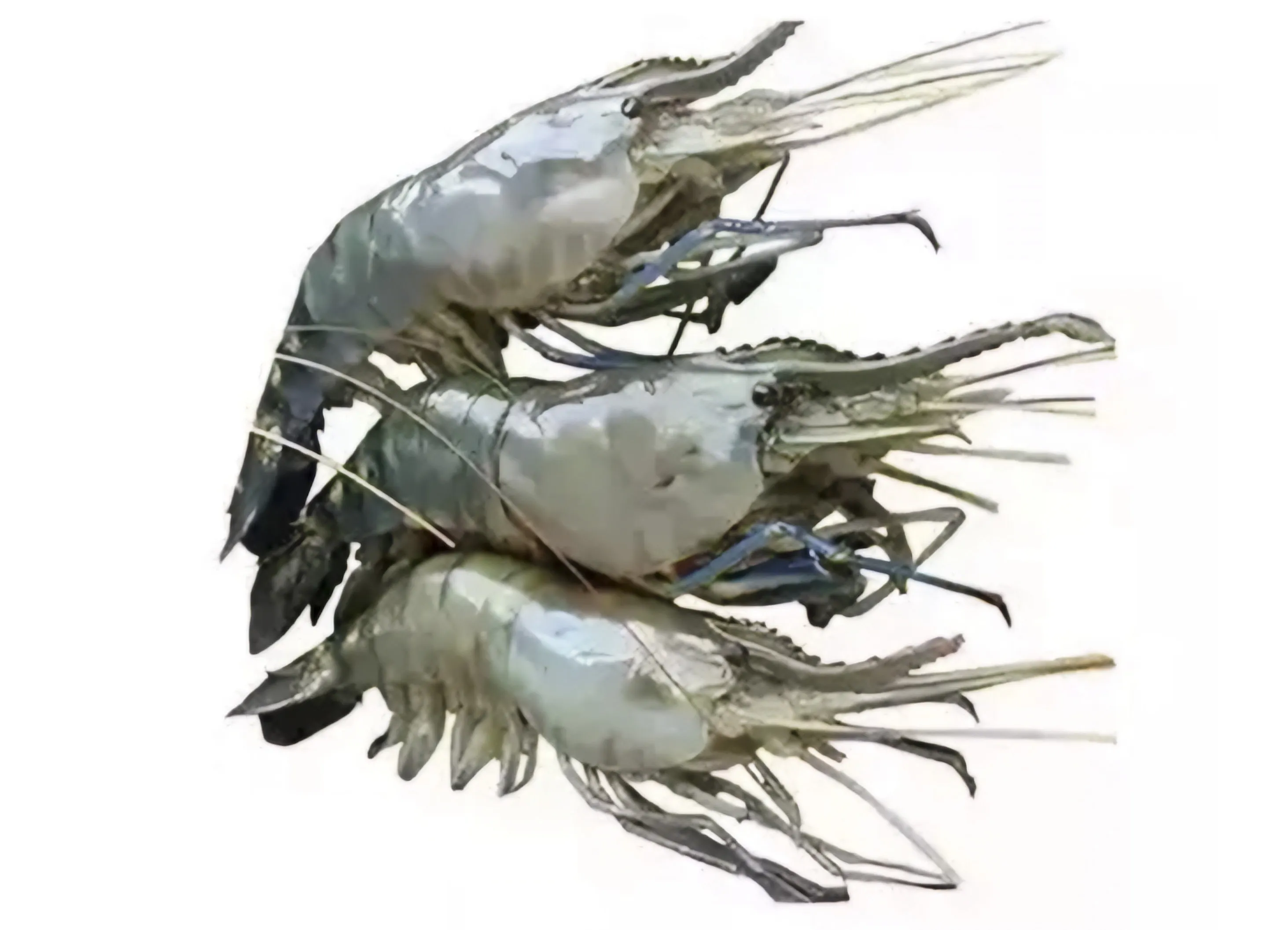 চিংড়িকথণ